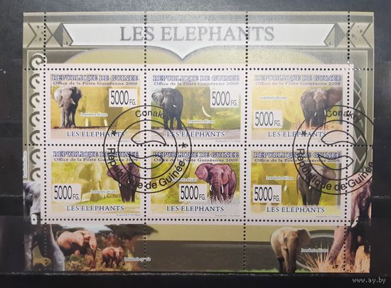 Гвинея. 2009 год. Фауна. Слоны (1309)