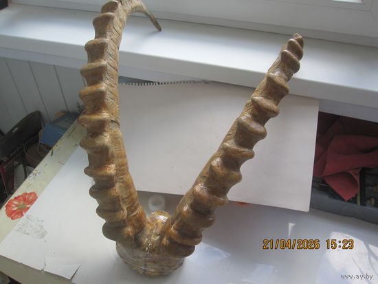 Рога козерога.Трофей из Монголии.