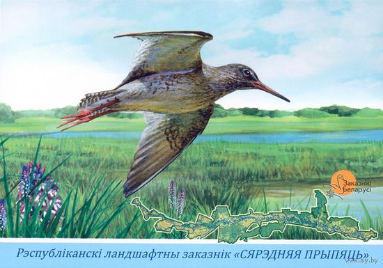 Беларусь 2022 ландшафтный заказник "Средняя Припять" фауна птицы