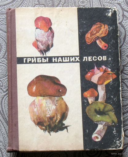 Грибы наших лесов