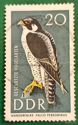 ГДР 1967. Сокол Сапсан