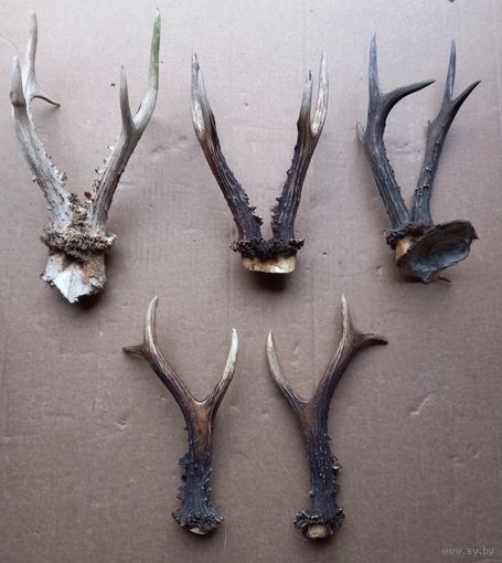 Рога косули всего 8 штук