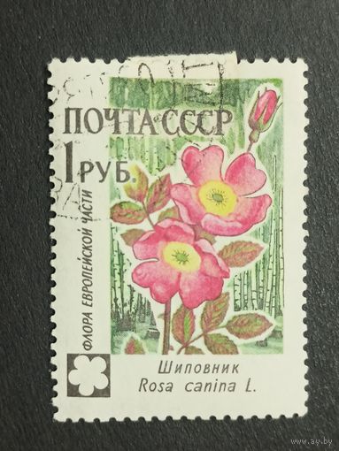 1960 СССР. Флора СССР. Цветы. Шиповник