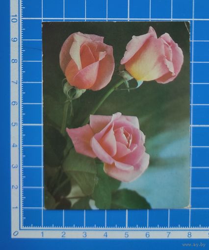 Открытка-мини 1986 год. С днём рождения! Фото П. Смолякова.