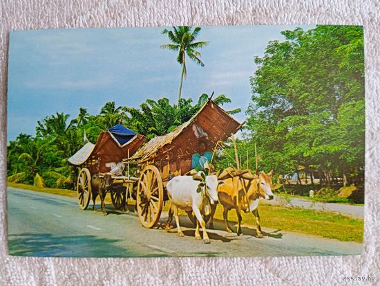 Этнография. Сигапур, Малакка. Повозки, запряжённые волами