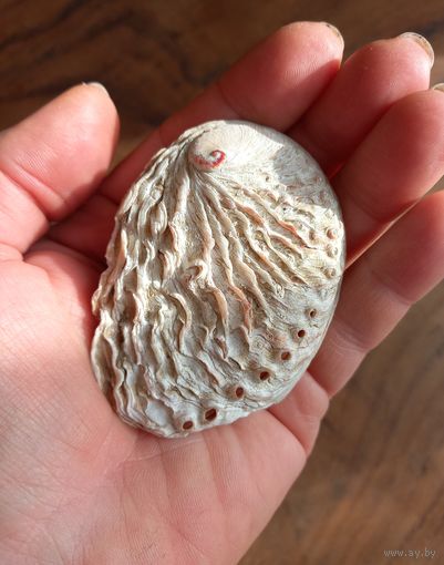 Галиотис, морское ушко или абалон.