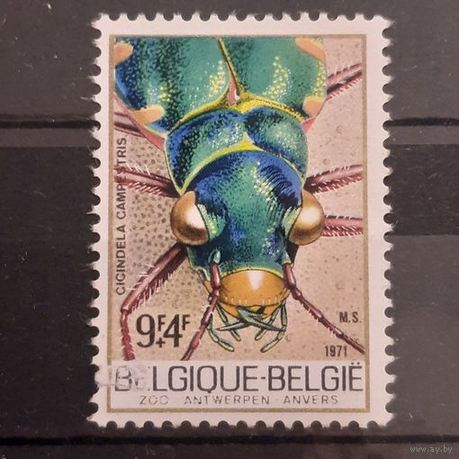 Бельгия 1971. Фауна. Cincindela Campestris
