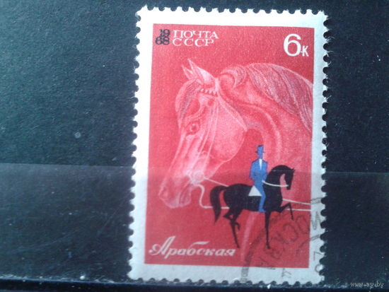 1968 Конный спорт