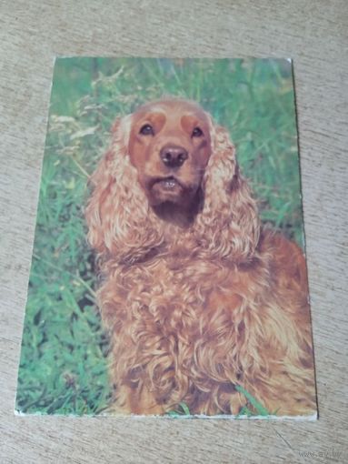 Открытка английский кокер - спаниель