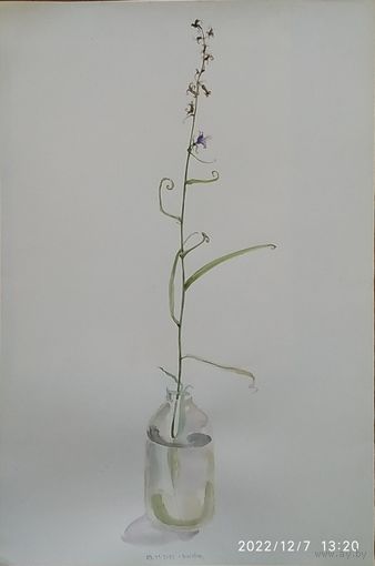 Колокольчик.Графика.