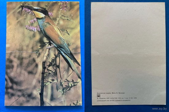 Открытки СССР 1985-1988 гг. фауна птицы