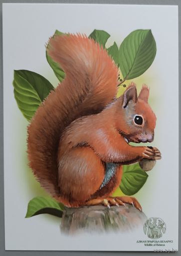 Белка. Открытка