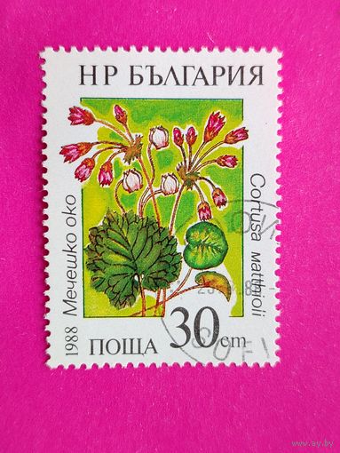 Болгария. Цветы. ( 1 марка ) 1988 года. 5-5.