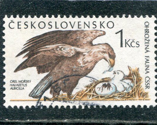 Чехословакия. Фауна. Хищные птицы