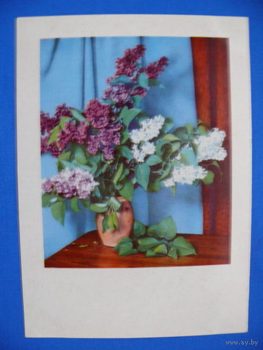 Цветы (сирень), чистая.