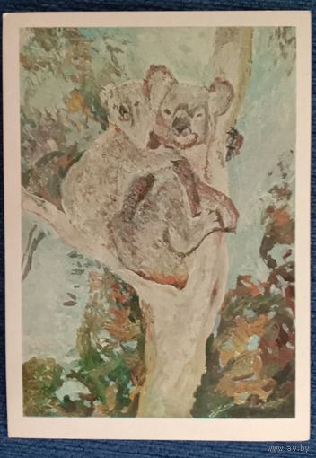 Медвежата коала. Художники Плахова, Алексеев.1979