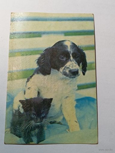 Карманный календарик  . Собаки . 1991 года .