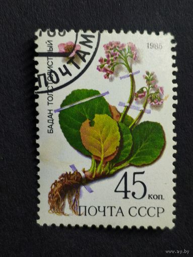 1985 СССР. Охраняемые лекарственные растения Сибири. Бадан толстолистный