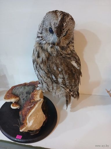 Чучело совы