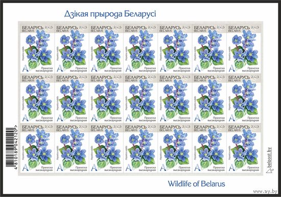 Беларусь 2025г 18-й стандартный выпуск. Пралеска высакародная (самокл. )MNH