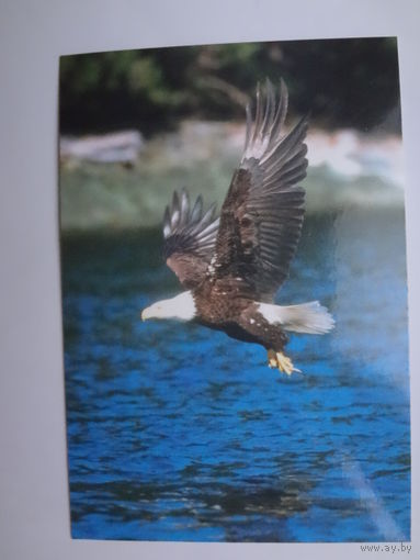 Календарик 1998 г. В поисках добычи.