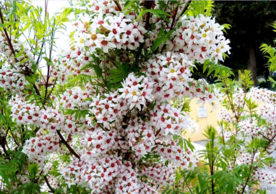 Орех Чекалкин, Ксантоцерас рябинолистный саженец ЗКС 2 год.