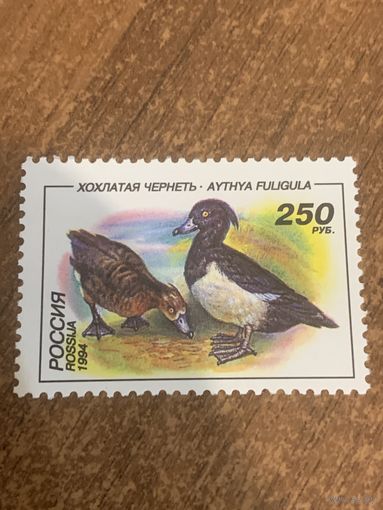 Россия 1994. Утки. Хохлатая чернеть. Марка из серии