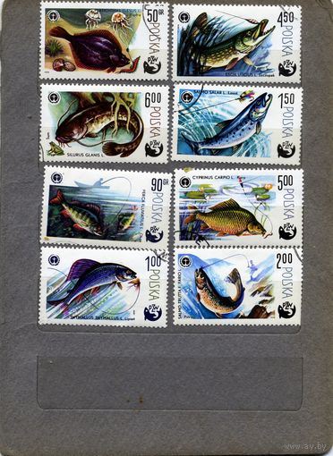 ПОЛЬША, 1979, 8м  РЫБЫ, , гашен
