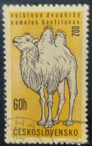 Чехословакия 1962 верблюд 1 из 6.