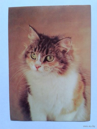С.Ткаченко Барсик 1989г.