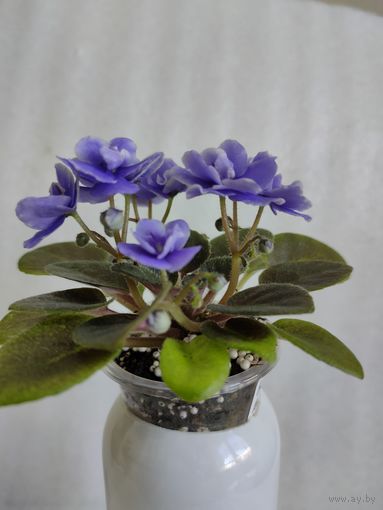 Фиалка мини Honey Blue Angel