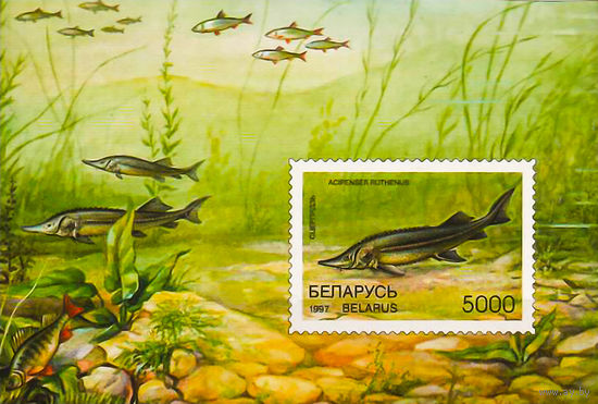 1997 БЕЛАРУСЬ  блок коллекционных марок Стерлядь MNH