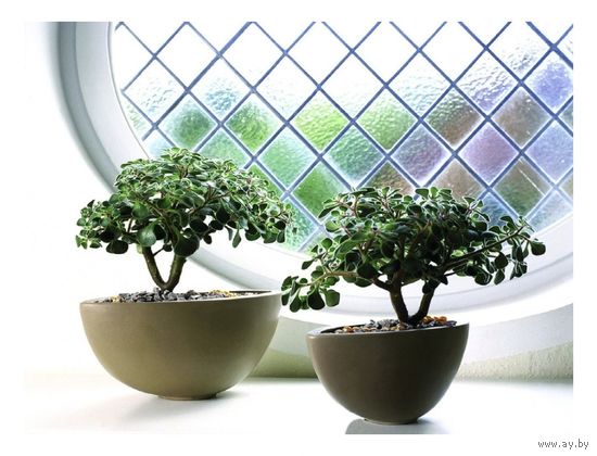 Аихтизон - "Дерево Любви"