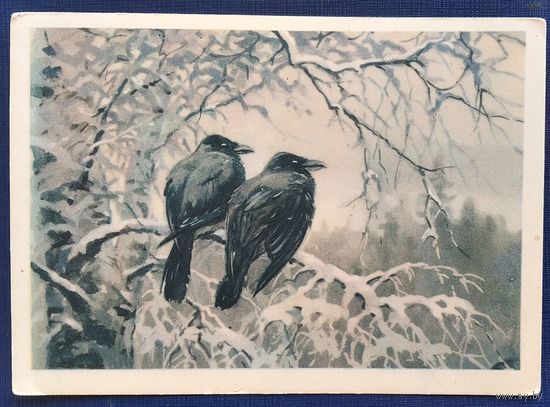 Трофимов В. Вороны. 1954 г. Чистая