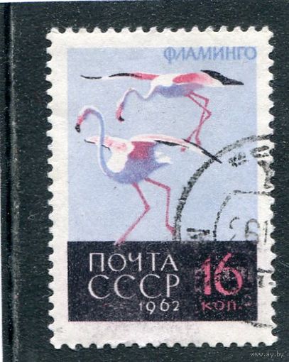 СССР 1962.. Фауна. Фламинго