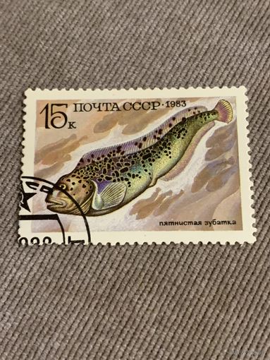 СССР 1983. Пятнистая зубатка. Марка из серии