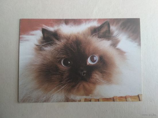 Карманный календарик.Кошки.1995 год