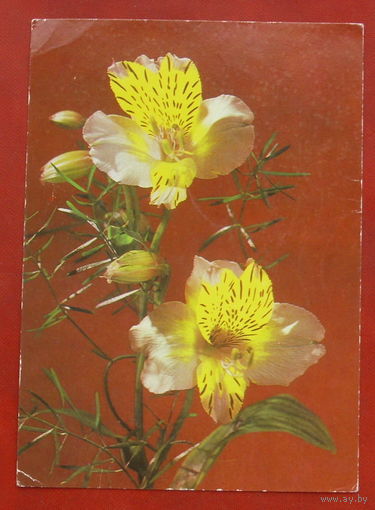 Цветы. Чистая. Братислава. 1914.