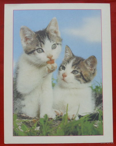 Котята. Чистая. МФЦП. 1071.