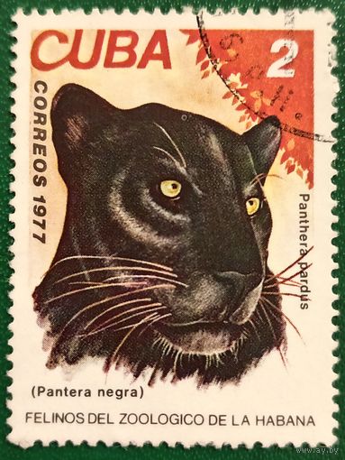Куба 1977. Чёрная пантера
