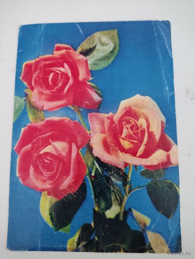 Чистая открытка "Розы" 1968г, фото Е.Игнатович