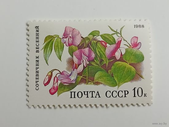 1988 СССР. Лесные цветы. Сочевичник весенний