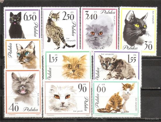 ФФ1 Польша 1964 Кошки