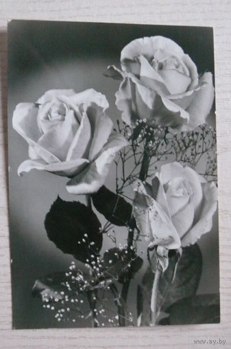 Цветы, розы; 1983, подписана, Германия, п/п 1984, марка.