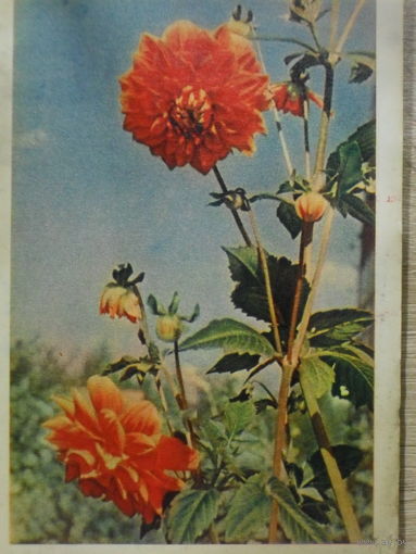 ПОДПИСАННАЯ ОТКРЫТКА СССР. ГЕОРГИНЫ. фото. Л. РАСКИНА.1961 год.