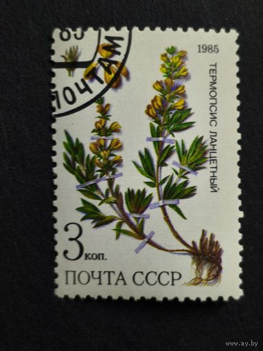 1985 СССР. Охраняемые лекарственные растения Сибири. Термопсис ланцетный