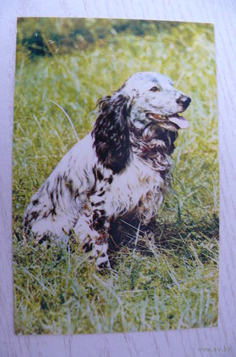 Капитанов Ю., Спаниэль; 1969, чистая.