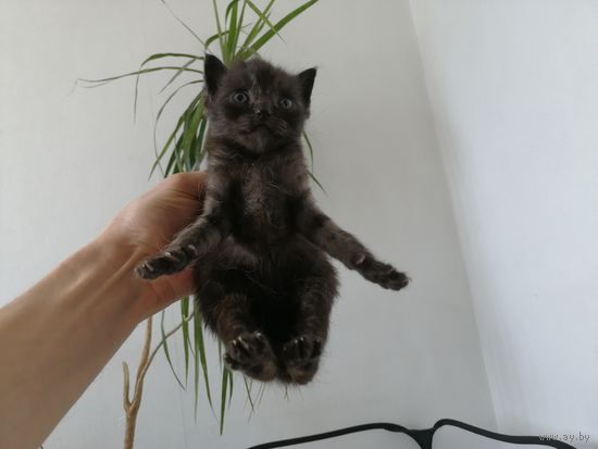 Котёнок #43 ищет семью!