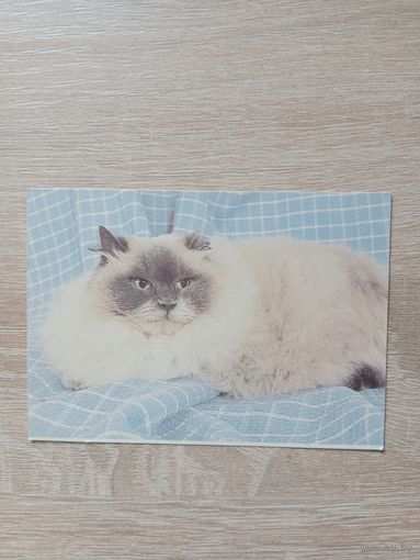 Календарик 1993