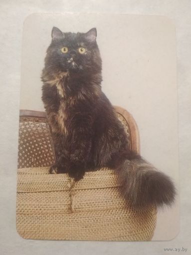 Карманный календарик. Котик.1994 год